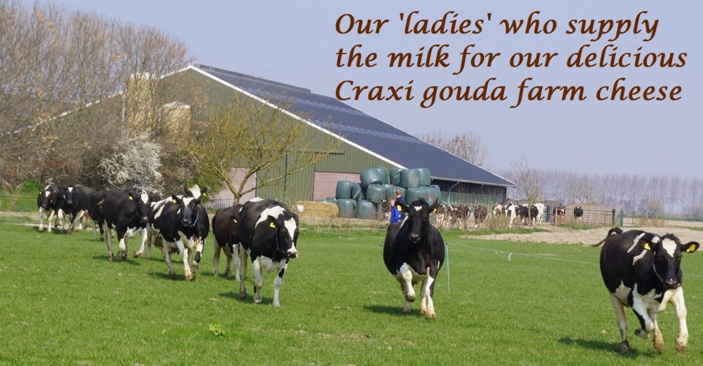 Our 'ladies' who supply the milk for our delicious Craxi gouda farm cheese