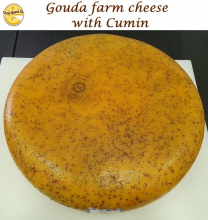 Whole Gouda cumin cheese, 12 kilo raw milk farmer's Gouda (48+) cheese wheel with cumin
