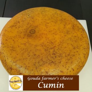 Flavourfull raw milk artisan Gouda cumin cheese, whole cheese wheel of Gouda farmer's cheese with aromatic cumin seeds